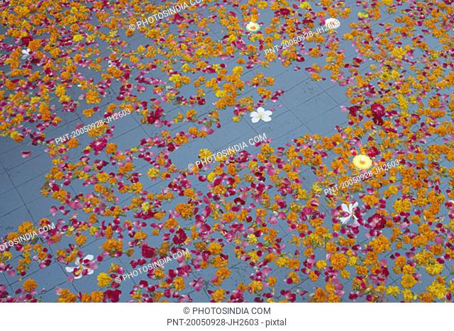 High angle view of rose petals floating on water
