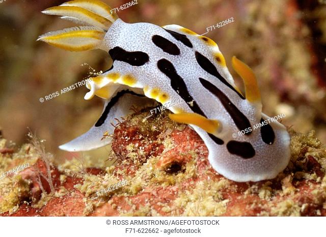 Nudibranch (Chromodoris strigata). Mabul Island, Malaysia. Celebes Sea