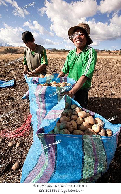 Two farmers sacking the potatoes, Sacred Valley, Cuzco, Peru, South America