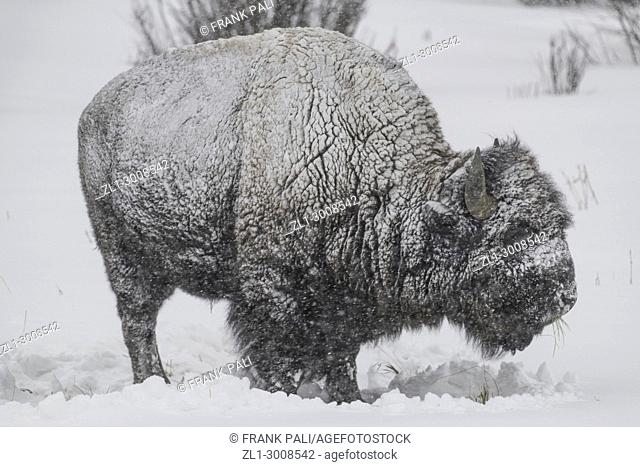 American Bison in heavy snow in Yellowstone National Park. Wyoming, USA