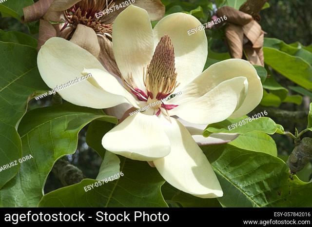 Magnolia obovata - Big leaf magnolia, single flower