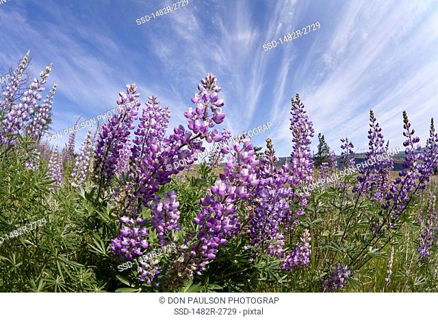 USA, Oregon, Columbia River Gorge, Historic Columbia River Highway from Mosier to Hood River, Lupine