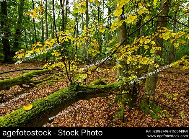 27 September 2022, Brandenburg, Eichhorst: Wet from the rain is an autumn colored deciduous forest in the Schorfheide. Together with the Chorin end moraine arc