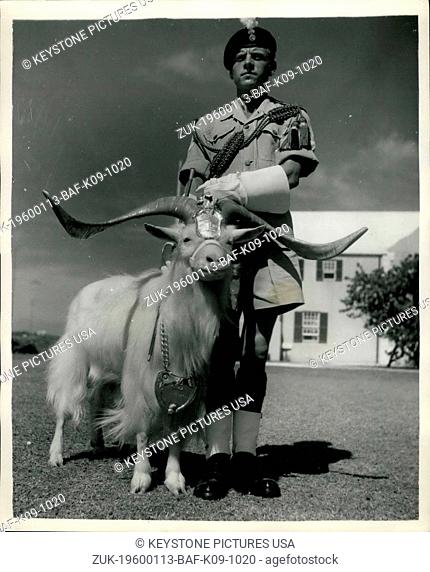 1962 - Royal Welch Mascot In Bermuda, very smart.very proud; 'Bilix' the Goat mascot of the Royal Welch Fusiliars stands proudly to attention with his 'Goat...