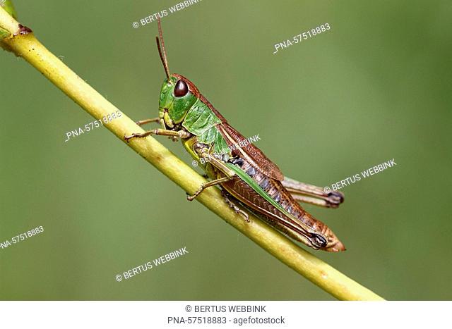 Watermeadow Grasshopper (Chorthippus montanus), Acrididae, Grasshoppers (Orthoptera), Insects (Insecta), Arthropods (Arthropoda), fauna - Twente, Overijssel