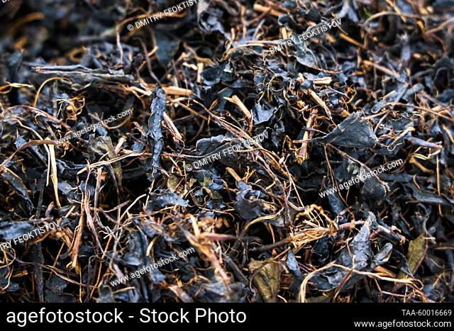 RUSSIA, KRASNODAR REGION - JUNE 23, 2023: Dried tea leaves lie ready for sorting at the Matsesta Tea Factory in the village of Izmailovka, Khostinsky District