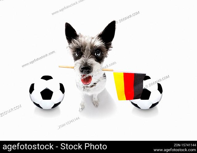 soccer football poodle dog playing with leather ball , isolated on white background and german flag