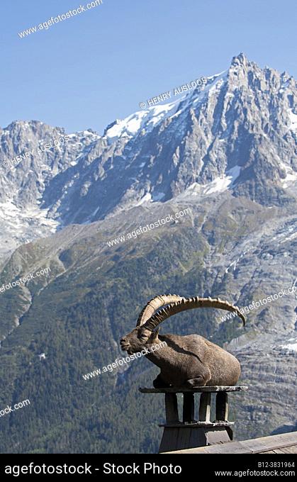 Alpine ibex (Capra ibex) on a chimney, France