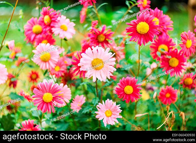 Bright autumn background of garden flowers - Close-up of pink chrysanthemums with yellow heart and bright petals. High quality photo