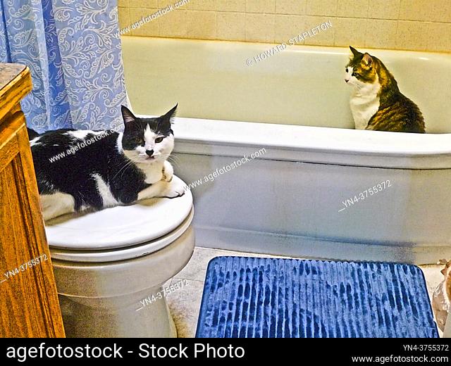 Two cats in the bathroom