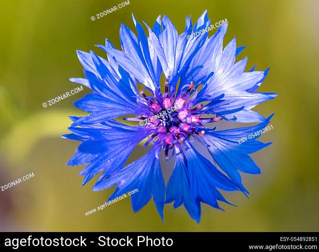 Beautiful blue Cornflower Centaurea cyanus. Beautiful flowers with blue bloom in summer meadow, Summer agriculture concept
