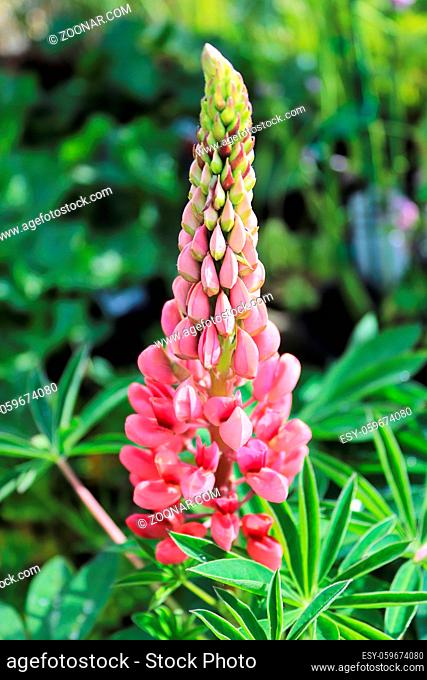 Vertical of a lupines flower in full bloom