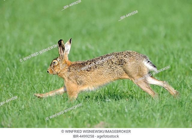 Running european hare (Lepus europaeus), Texel Island, The Netherlands