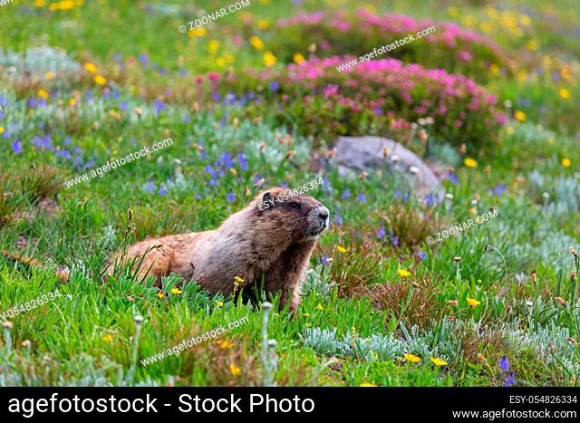 Wild marmot in its natural environment of mountains in summer season