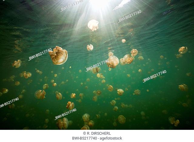 Mastigias Jellyfish (Mastigias papua etpisonii), Jellyfish in Backlight, Federated States of Micronesia, Palau