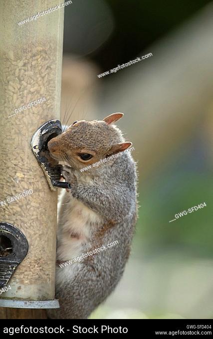 Grey squirrel Sciurus carolinensis adult feeding from a garden bird seed feeder, Suffolk, UK, May