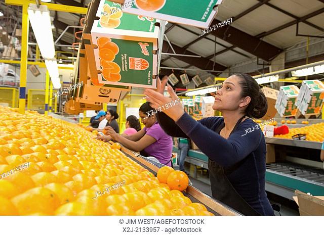 Vero Beach, Florida - Oranges are sorted and packed at the IMG Citrus packinghouse