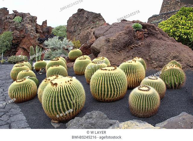 barrel cactus Echinocactus grusonii, in a cactus garden on Lanzaote, Canary Islands, Lanzarote