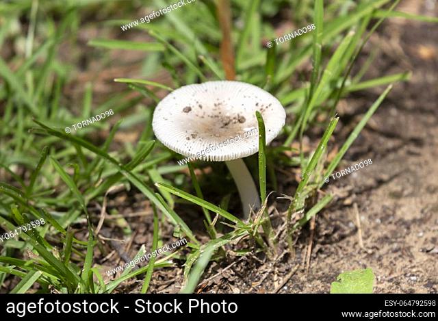 Grisette mushroom (Amanita vaginata) growing alone in a patch of grass