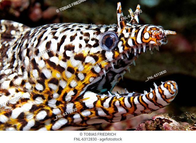 Leopard moray eel Enchelycore pardalis, Mirbat, Oman, Indian Ocean, underwater shot