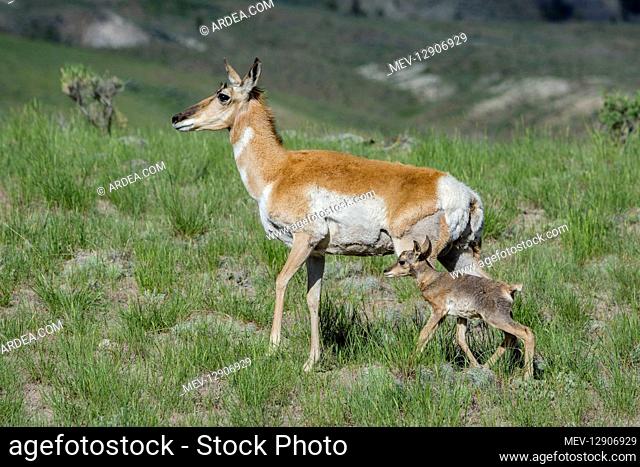 Pronghorn Antelope (Antiloapra americana) doe with young fawn. Western U.S., June