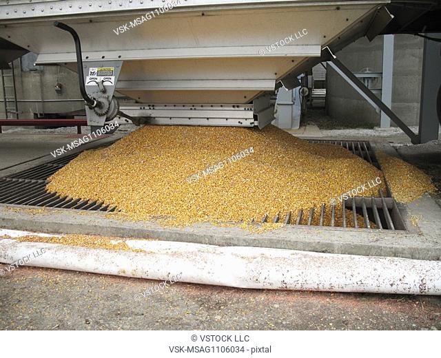 Semi unloading seed corn at grain elevator