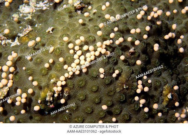 Boulder Star Coral(Montastraea franksi) Gulf of Mexico, Texas