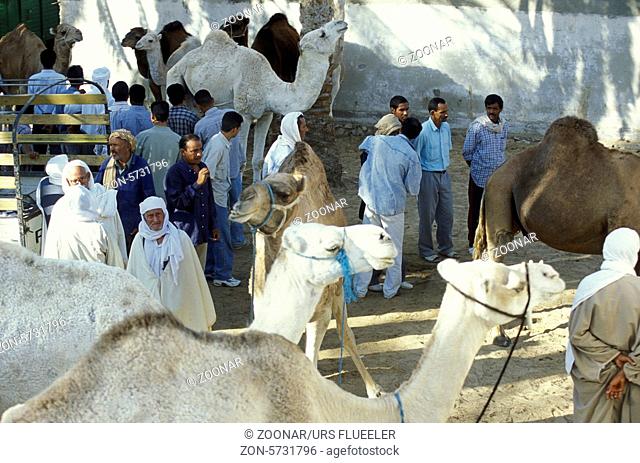 Der Kamel Markt auf dem Dorfplatz in der Altstadt von Douz im Sueden von Tunesien in Nordafrika