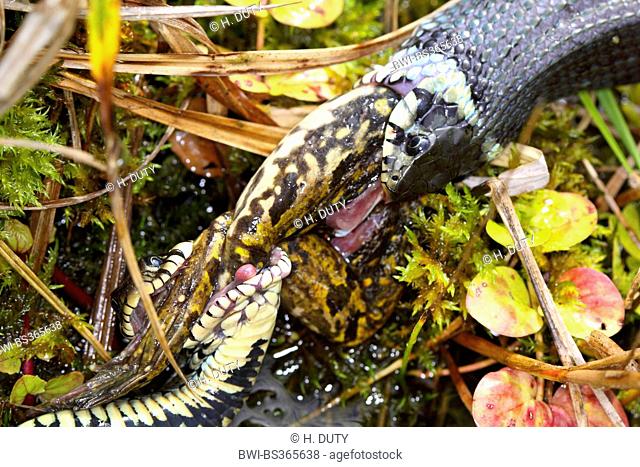 grass snake (Natrix natrix), series picture 14, two snakes fighting for a frog, Germany, Mecklenburg-Western Pomerania