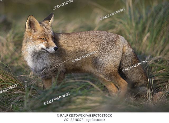 Red Fox / Rotfuchs ( Vulpes vulpes ) adult, stands in high grass of a meadow, watching over its shoulder, full body side view, last sunlight, warm tones