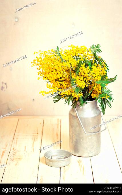 Mimosa flowers in a vintage metal milk can on the rustic white wooden background. Shabby chic style decoration with flowers. Selective focus