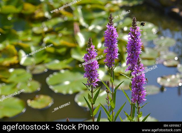 Purple loosestrife (Lythrum salicaria) flowering at the pond edge