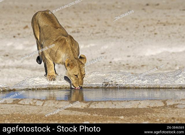 Lioness (Panthera leo), adult female, drinking at the waterhole, Etosha National Park, Namibia, Africa
