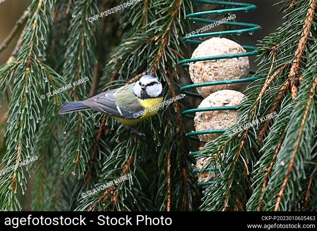 Czech Society for Ornithology (CSO) organises fifth annual counting of birds on feeders, January 6, 2023. Pictured The Eurasian blue tit (Cyanistes caeruleus)