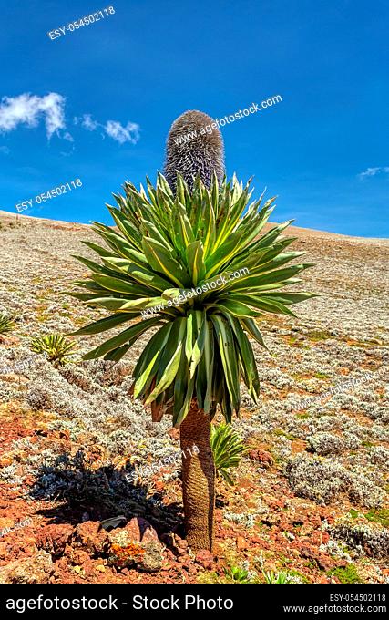 Beautiful flowering plant giant lobelia, Lobelia rhynchopetalum, endemic plant in Ethiopia, Ethiopian Bale Mountains landscape