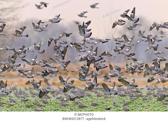 wood pigeon (Columba palumbus), flying up flock over a field, Germany