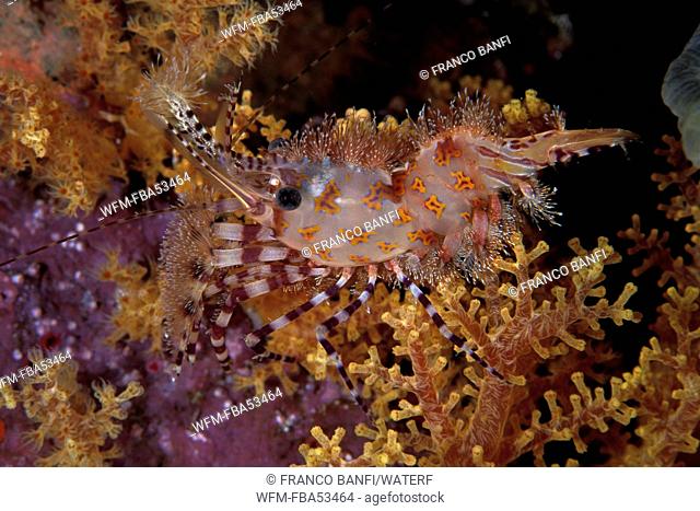 Marble Shrimp, Saron sp.2, Vitu Islands, Bismarck Archipelago, Papua New Guinea