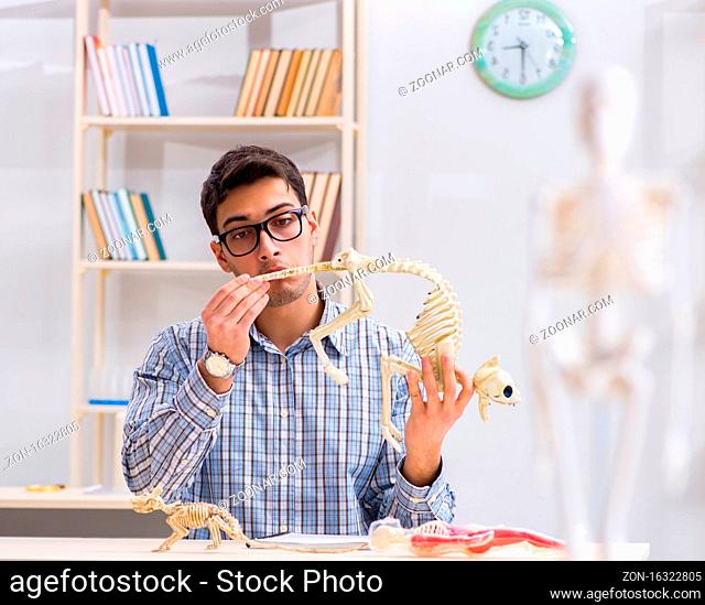The student doctor studying animal skeleton