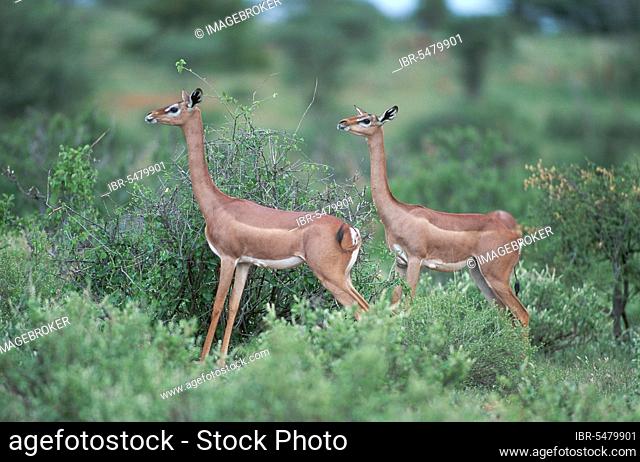 Gerenuks (Litocranius walleri), females, Samburu Game Reserve, Kenya, side, Africa
