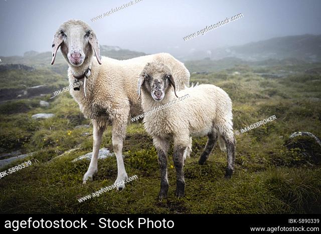 Mother with young animal, domestic sheep on alpine meadow, Berliner Höhenweg, Zillertal, Tyrol, Austria, Europe