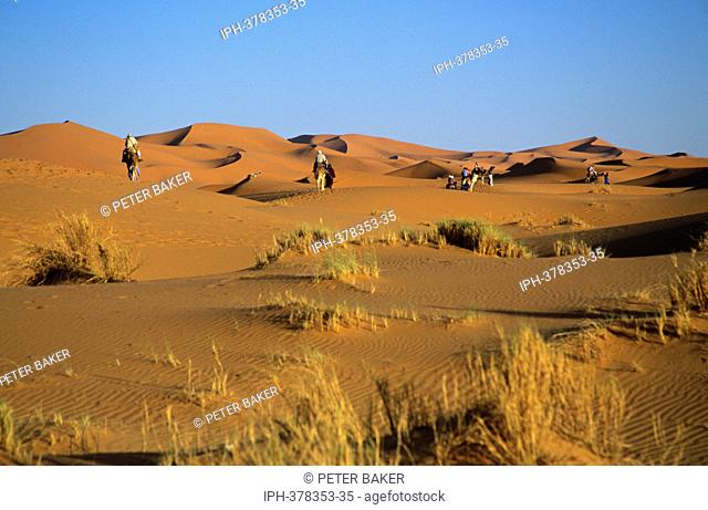 Camel rides on the Sahara sand dunes near Erfoud