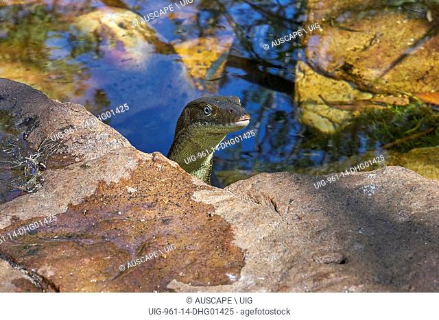 Mertens’ water monitor, Varanus mertensi, Litchfield National Park, Northern Territory, Australia. (Photo by: Auscape/UIG)