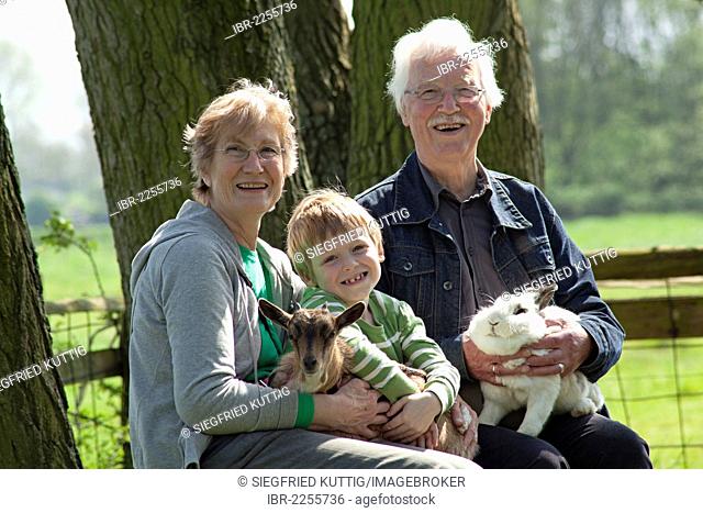 Elderly couple with their grandchild at a children's farm or zoo, Wilhelmsburg, Hamburg, Germany, Europe