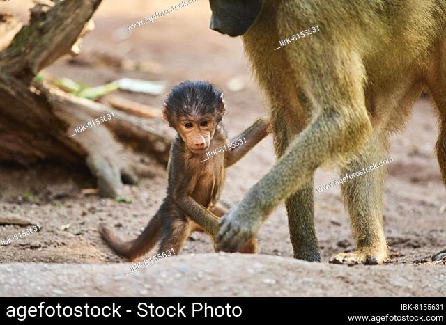 Guinea baboon (Papio papio), youngster, captive, Germany, Europe