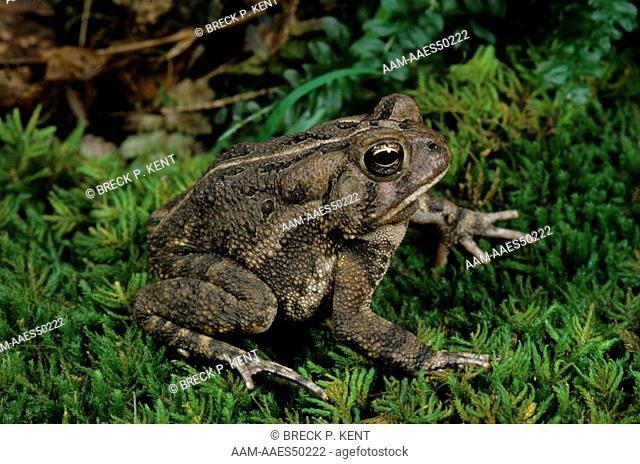 Fowlers Toad (Bufo woodhousei fowleri) New Jersey