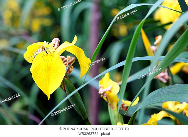 Gelbe Schwertlilie (Iris pseudacorus), Wasserschwertlilie, Sumpfschwertlilie