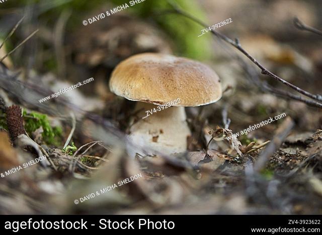 Vep, penny bun, porcino or porcini (Boletus edulis) mushroom, Bavaria, Germany