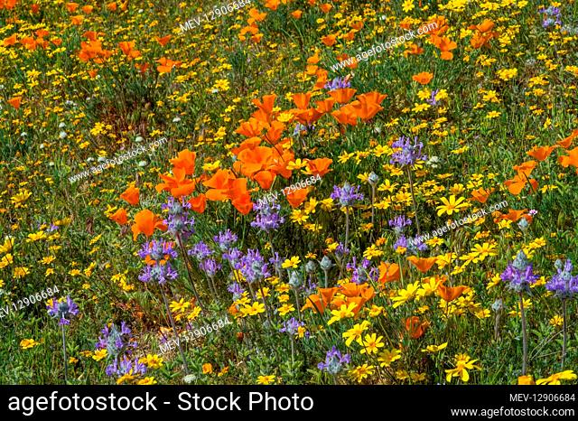 Wildflowers--mostly California poppies, goldfields and thistle sage--grow on hills near the Antelope Valley California Poppy Reserve. March