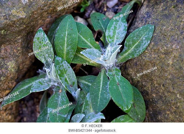 Montane star-thistle, Perennial cornflower, Mountain knapweed, Mountain cornflower, Bachelor's button, Mountain Bluet (Centaurea montana), young plants, Germany