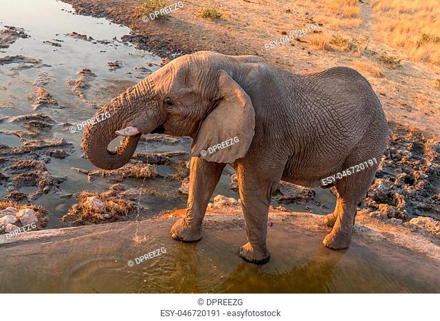 African elephant drinking water at sunset